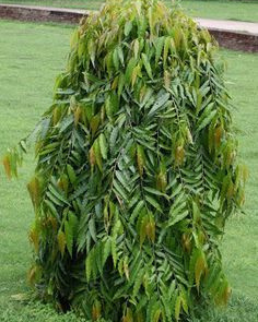 Untitled design (11)