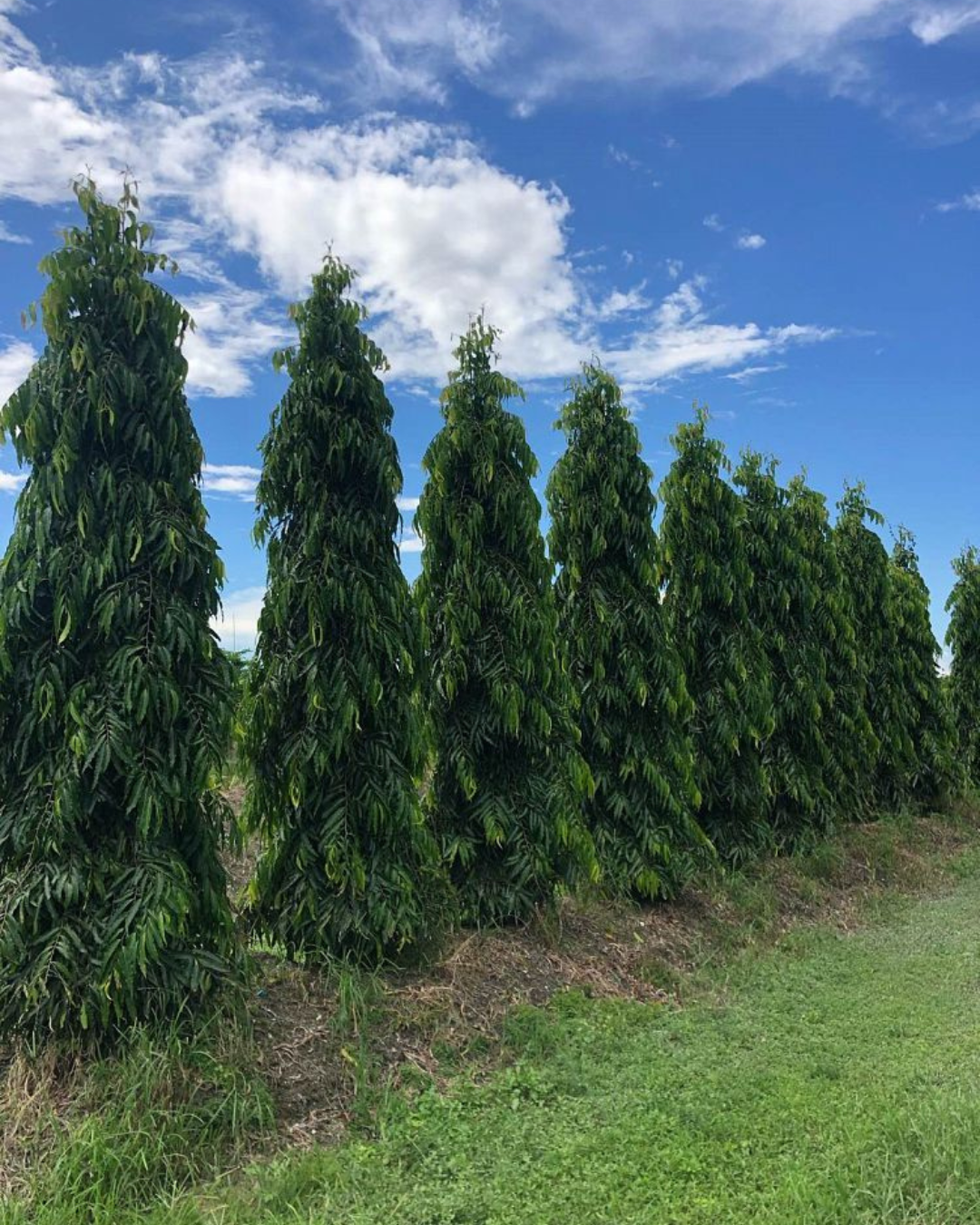 Untitled design (12)