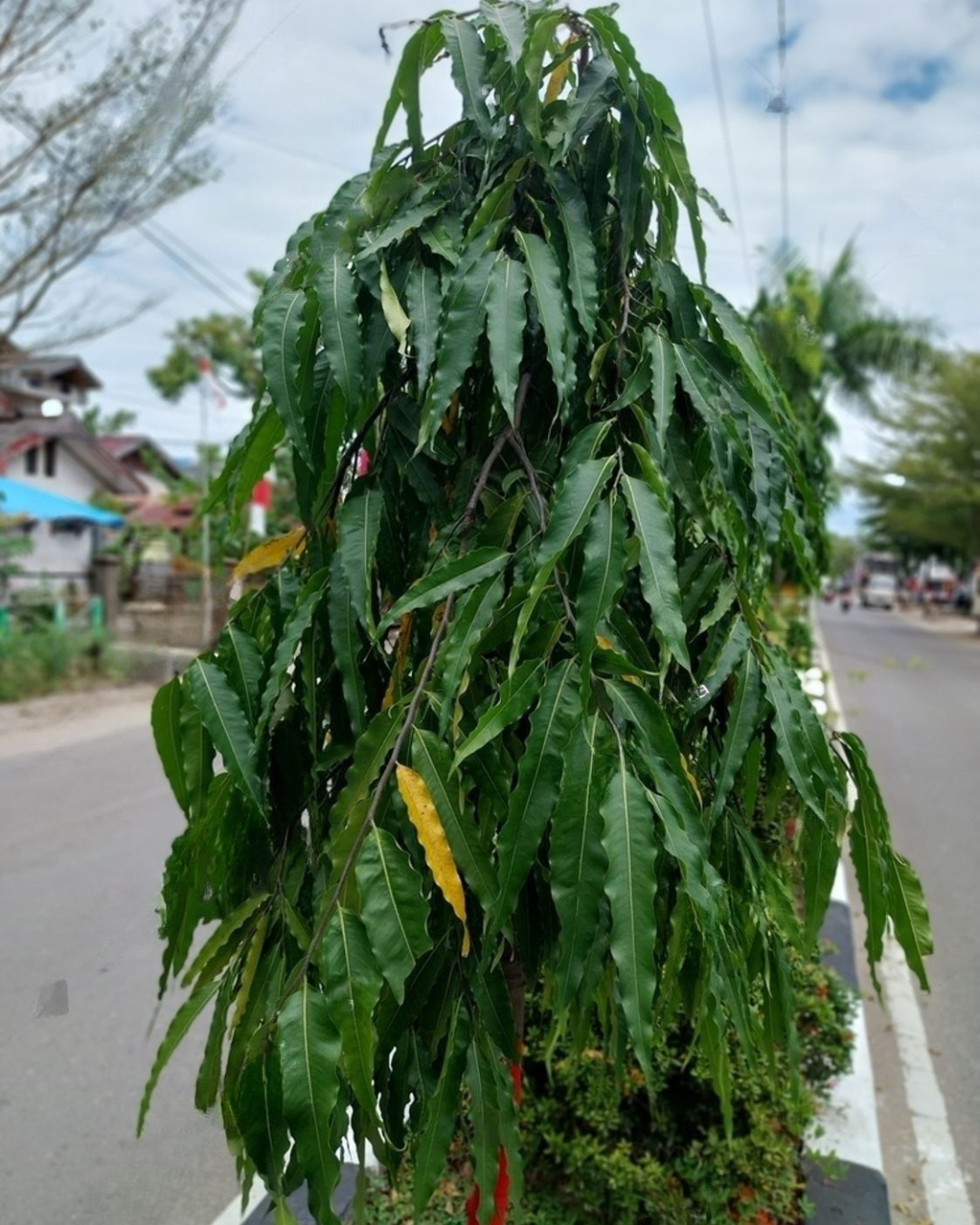 Untitled design (13)