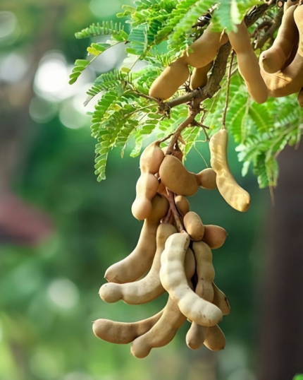 Tamarind Tree