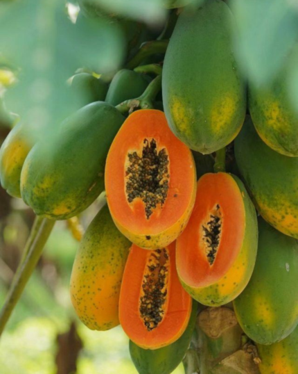Papaya Tree