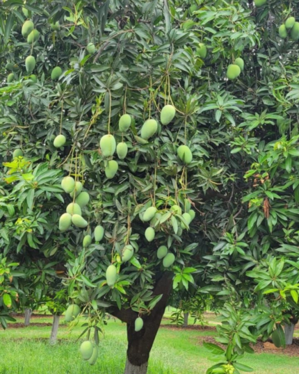 Mango Tree