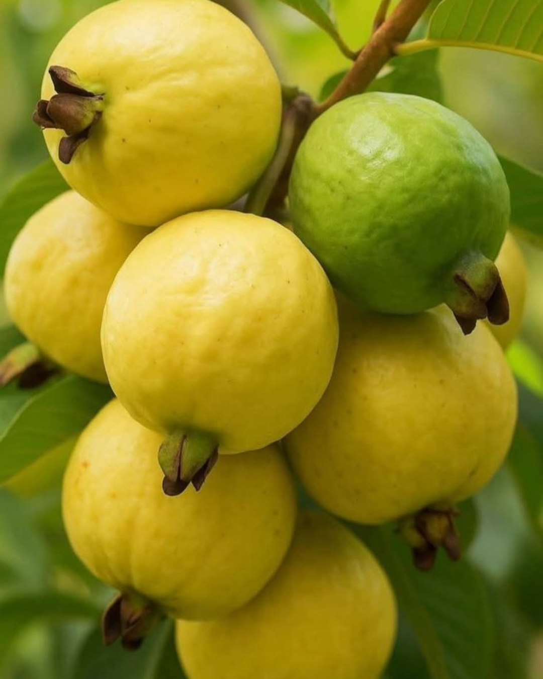 Untitled design (30)