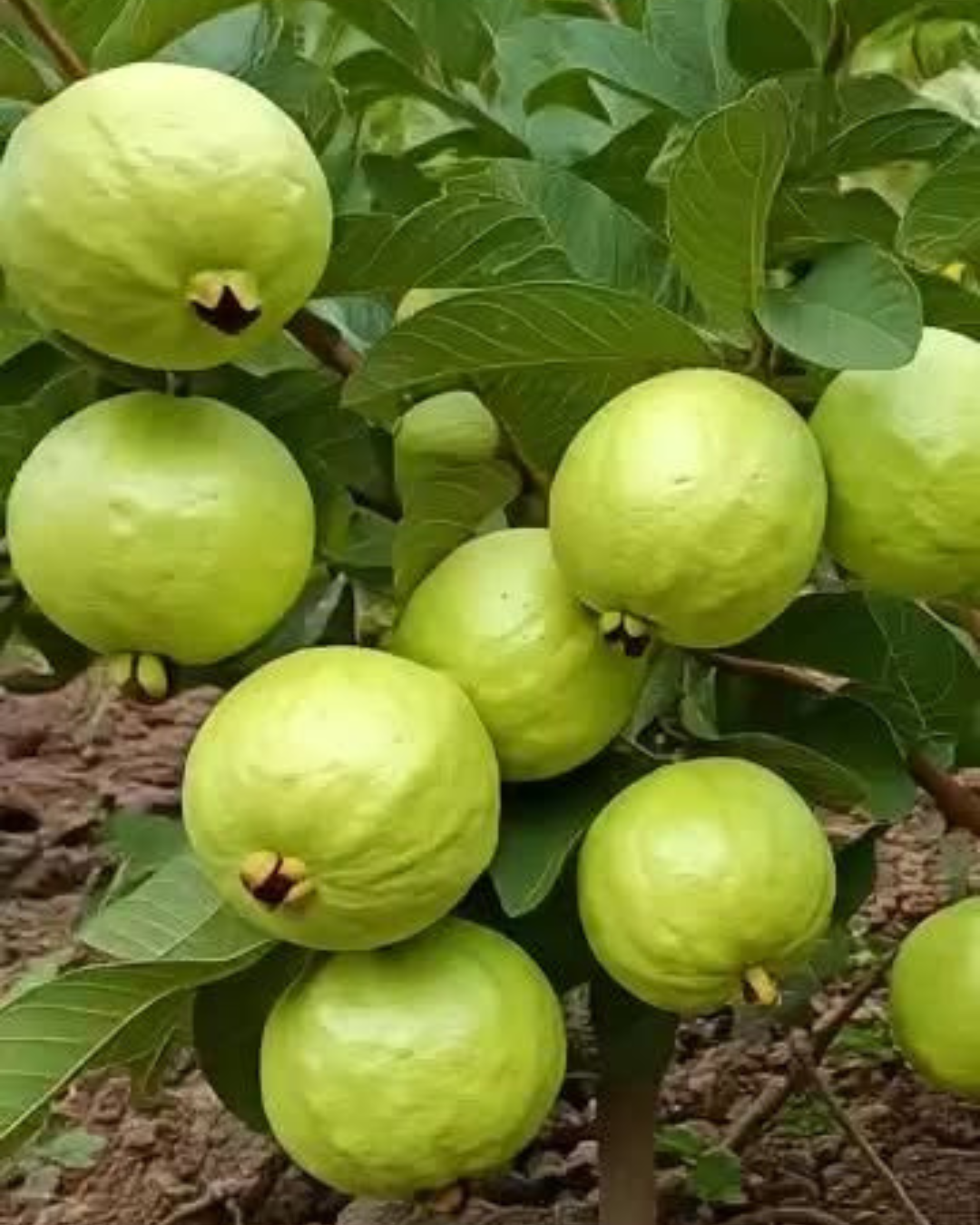 Untitled design (31)