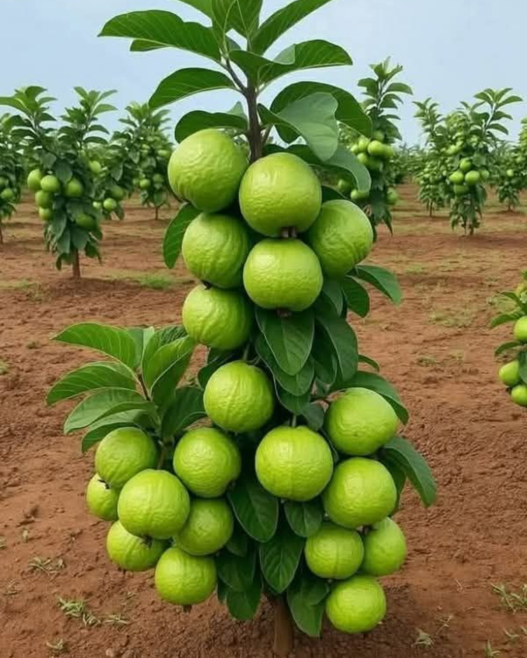 Untitled design (32)