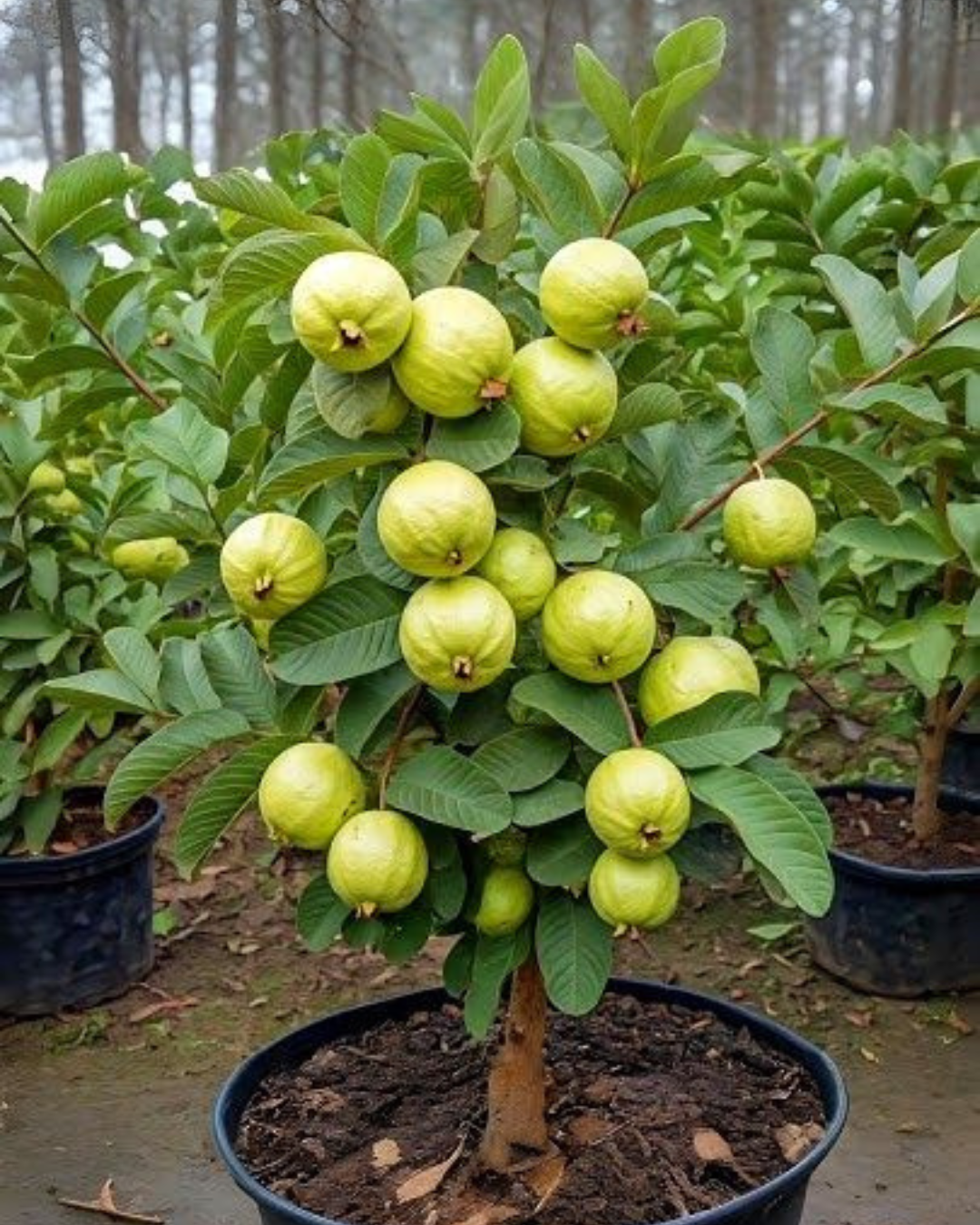 Untitled design (33)