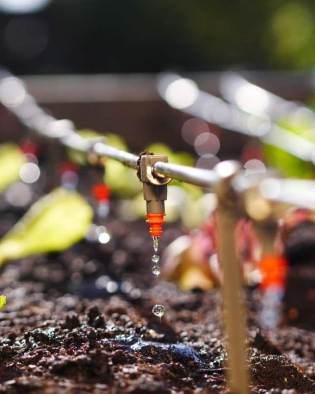 Untitled design (40)