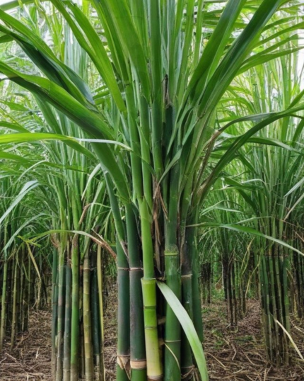 Sugarcane
