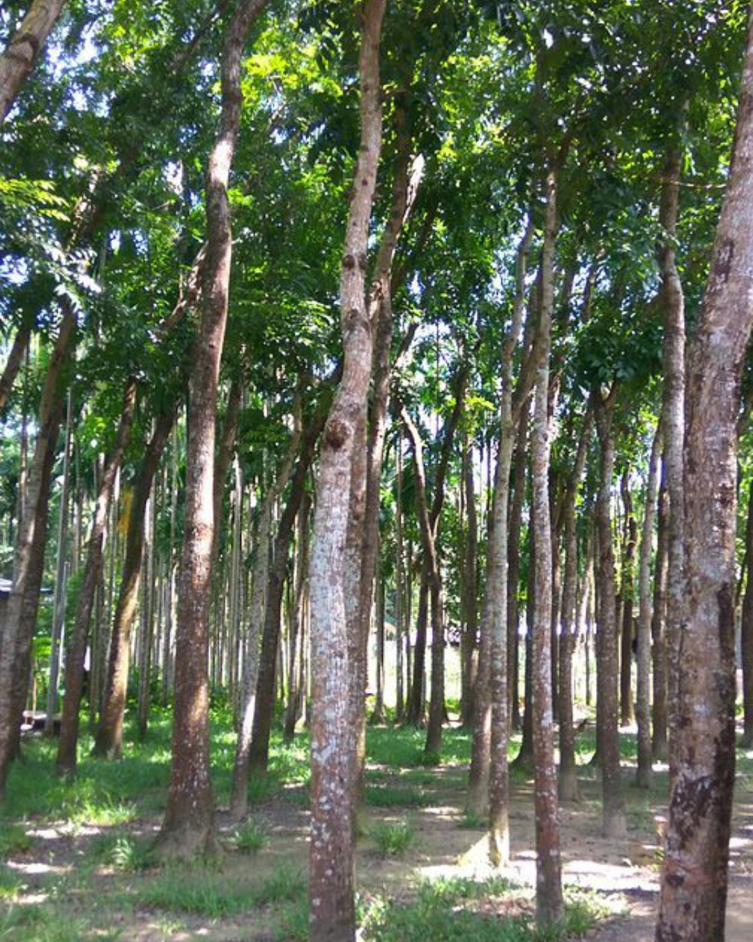 Untitled design (44)