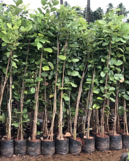 Red Sandalwood Plant