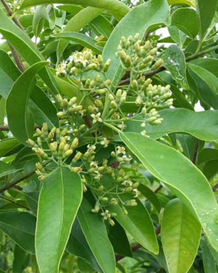 White Sandalwood Plant