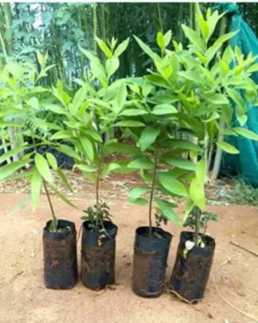 Untitled design (68)