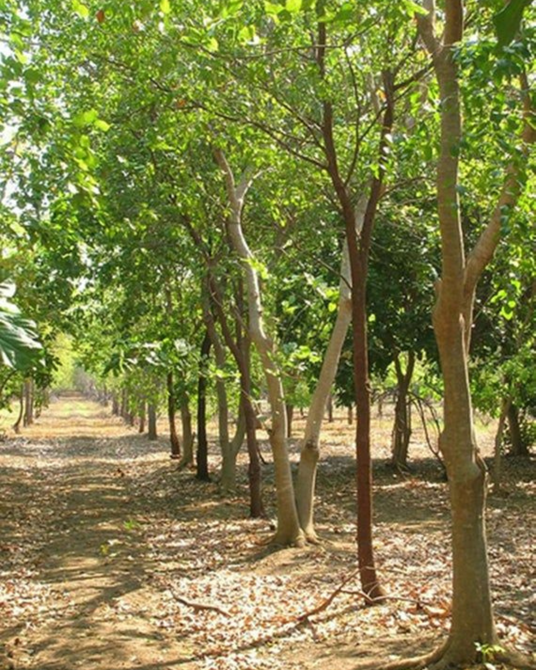 Untitled design (69)