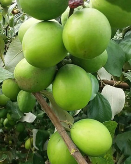 Apple Ber Plant
