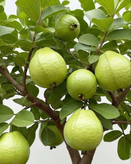 Guava Plant