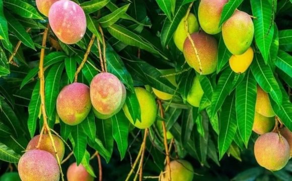 mango-tree